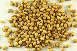 Manufacturers Exporters and Wholesale Suppliers of Coriander Seeds Patan Gujarat